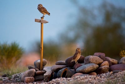 burrowing owls